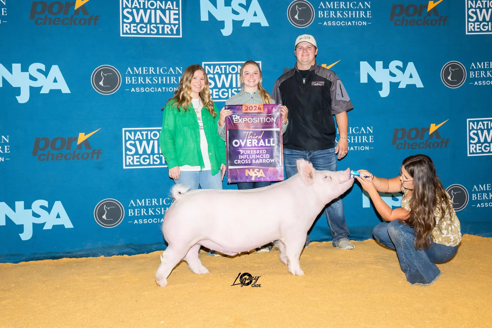 3rd Overall Purebred Influence Barrow