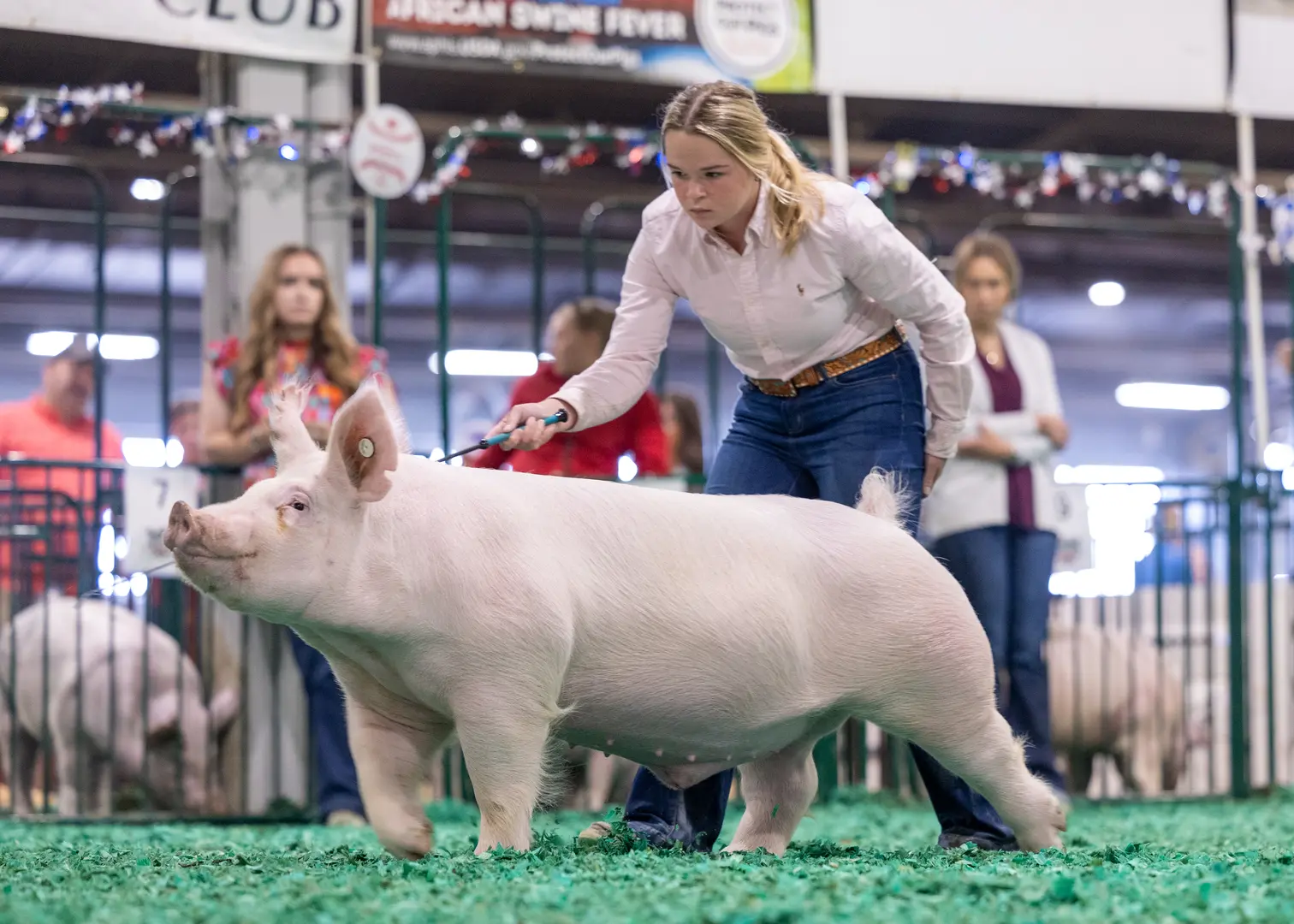 Champion Purebred Influence Barrow