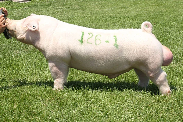 Pig standing in grass