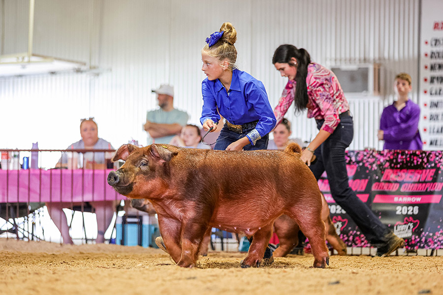Res Grand Overall Crossbred Gilt