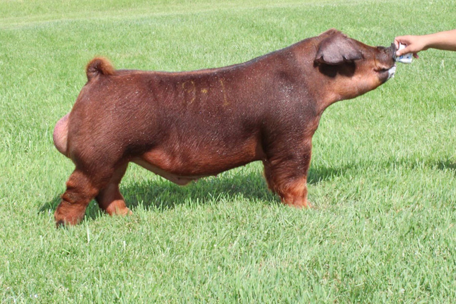 Res Grand Overall Crossbred Gilt